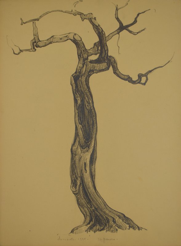 1928  - Ulivo a Sorrento